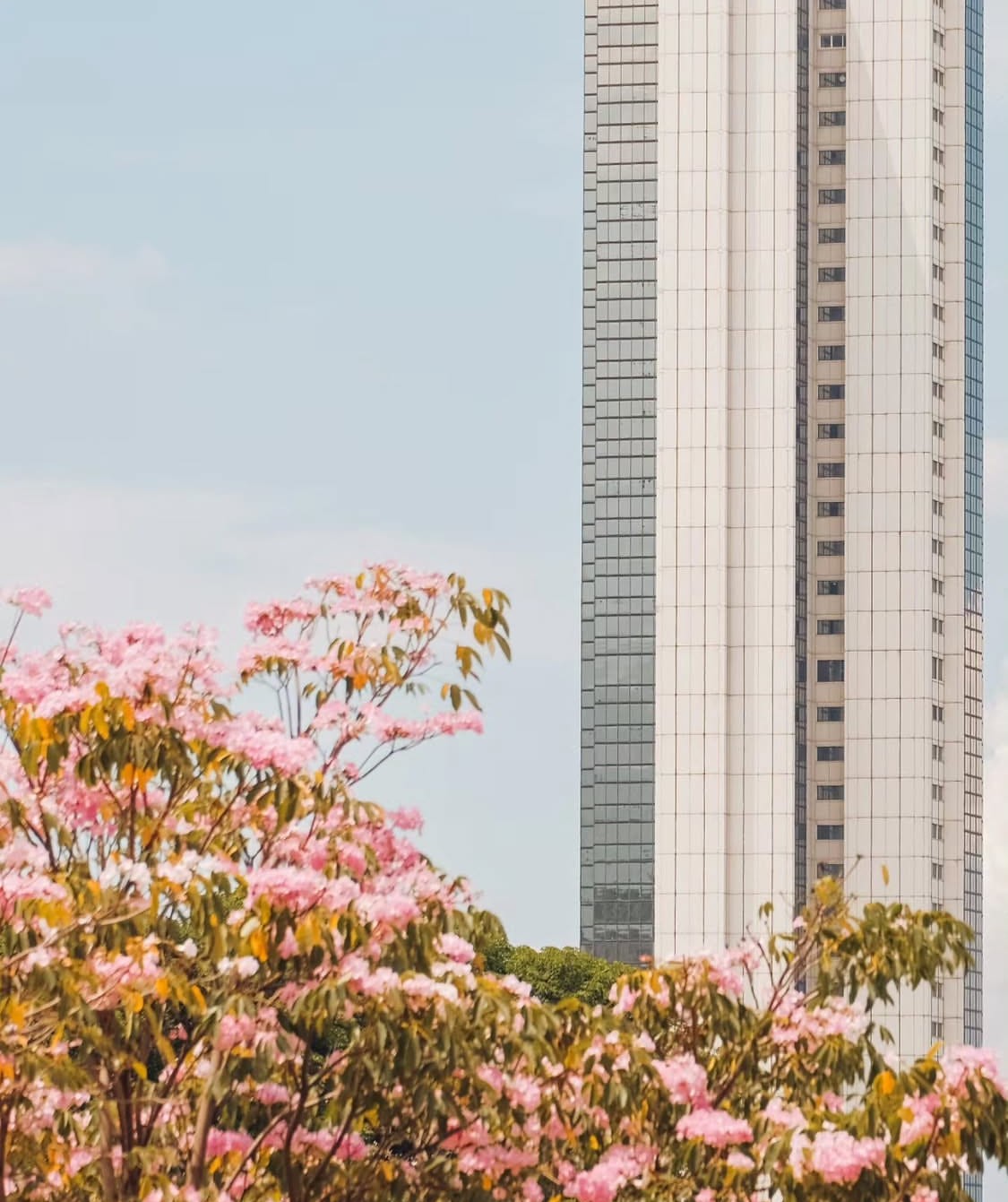 Flores rosadas de guayacán frente a un edificio del centro de Cali